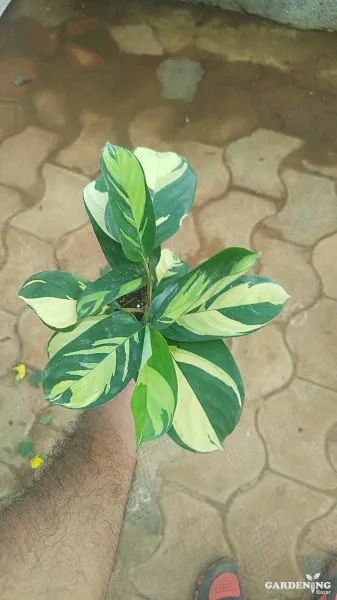 Calathea Golden Mosaic