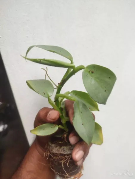 Silver Sword Philodendron