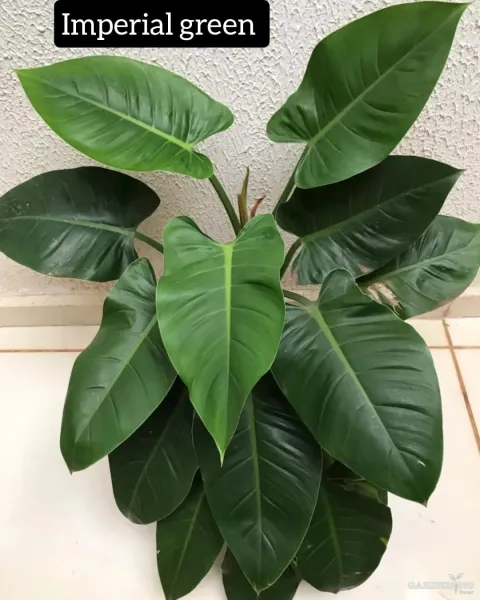 Philodendron Imperial Green