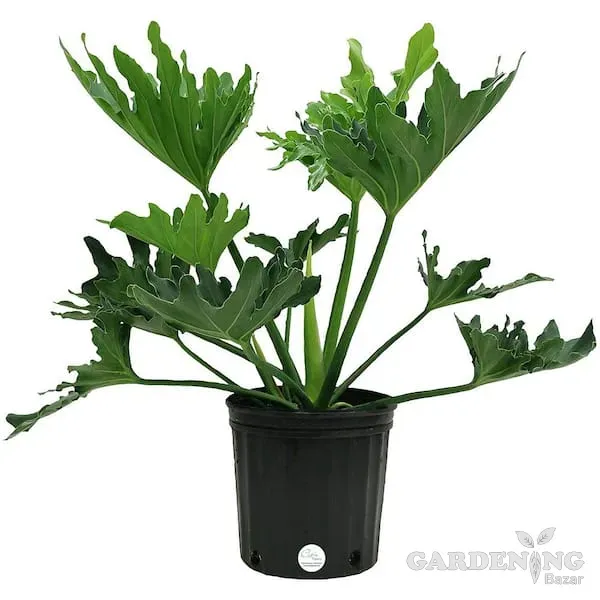 Philodendron Hope Selloum
