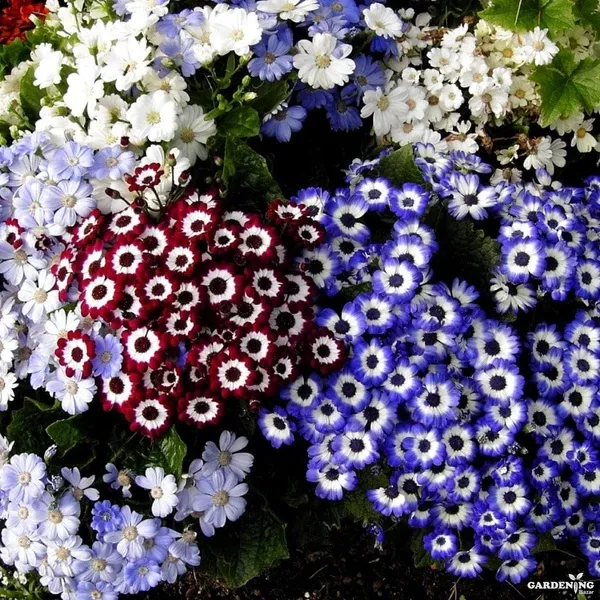 Cineraria Early Perfection Mix Qty(10)