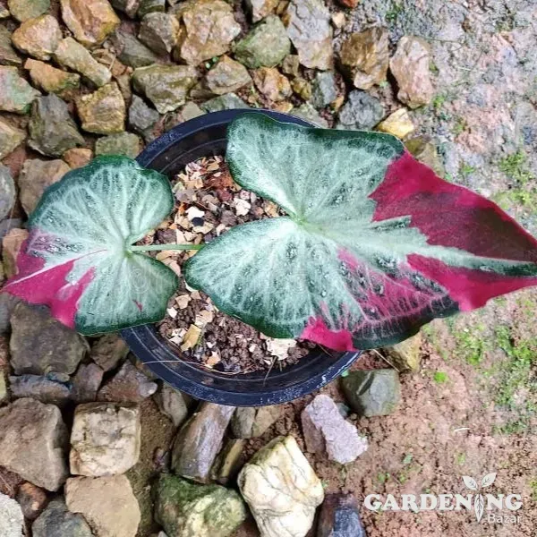 Caladium Shycool