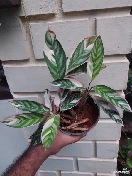Ctenanthe Oppenheimiana ( triostar)