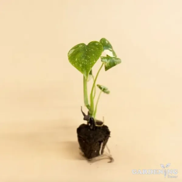 Thai constellation seedlings