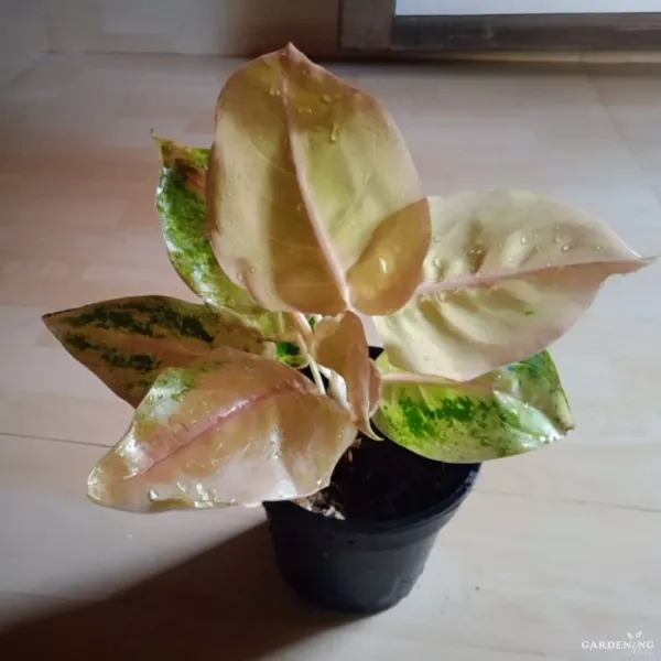 Aglaonema Pearl Of Melo