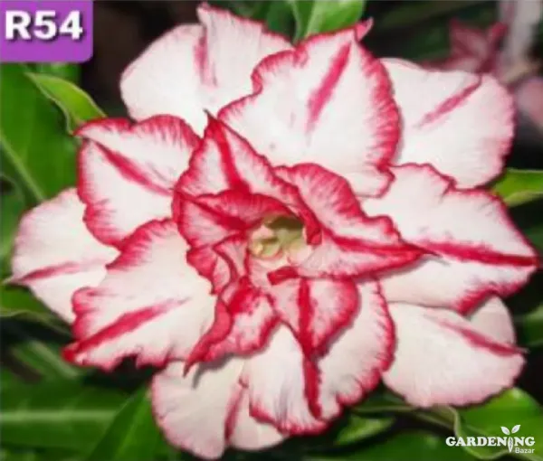 Grafted Adenium Obesum R54