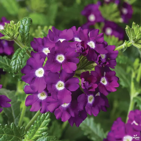 Verbena Obsession Formula Mix Qty(10)