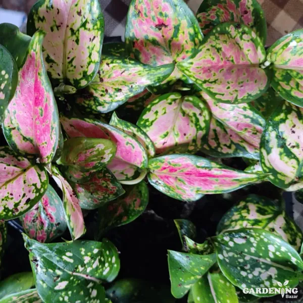 Aglaonema Pink Valentine