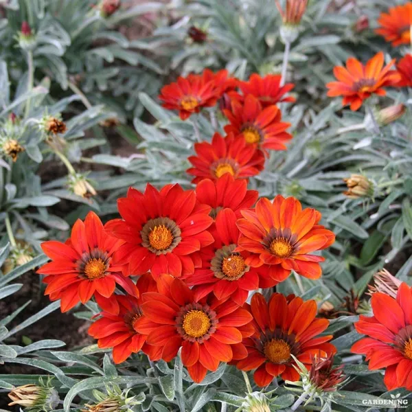 Gazania F1 Kiss Mix Qty(10)