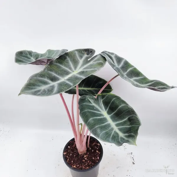 Alocasia Pink Dragon