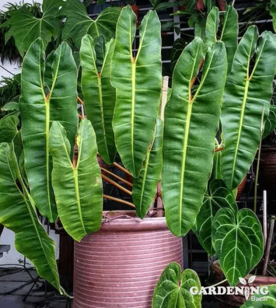 Philodendron Billietiae