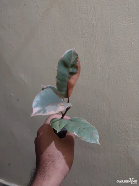 Ficus Ruby