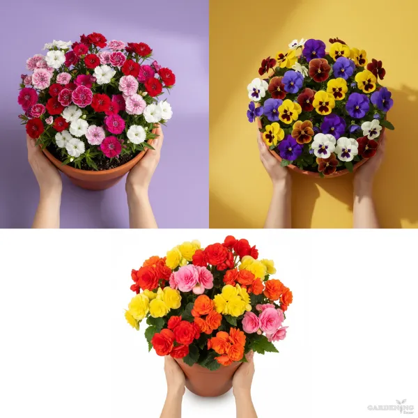 Premium Winter Flower Seeds Combo [Dianthus Floral Lace Mix(10), Pansy F1 Maj.Gts.II Mix(10), Begonia Thy Illumination Mix(10)]