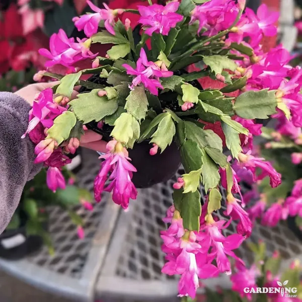 christmas cactus Pink
