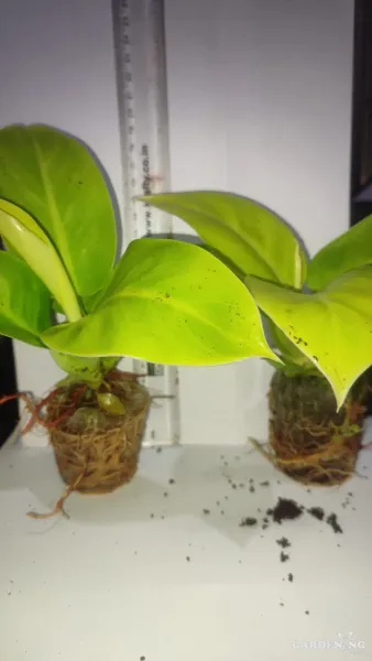 Philodendron Moonshine