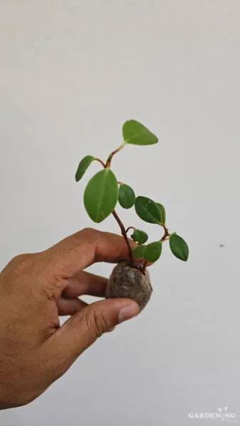 Fittonia 6 Combo and peperomia 6 Combo (Each different Plants)