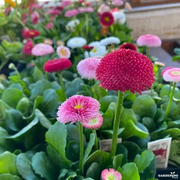 Bellis Tasso Mix Qty (10)