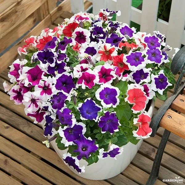 Petunia Tritunia Star Mix Qty(10)