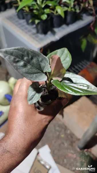 Syngonium Black