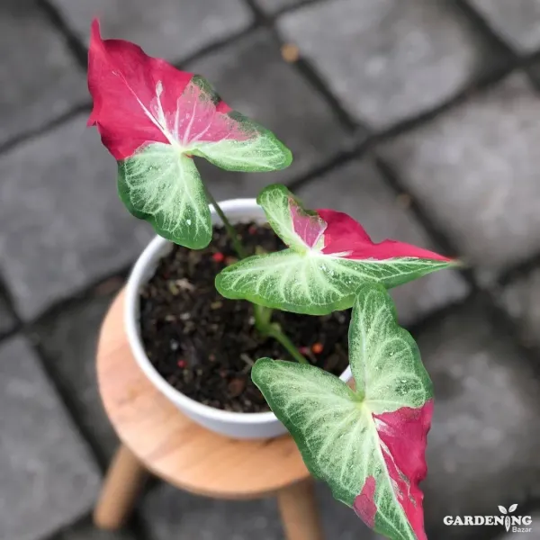 Caladium Shycool