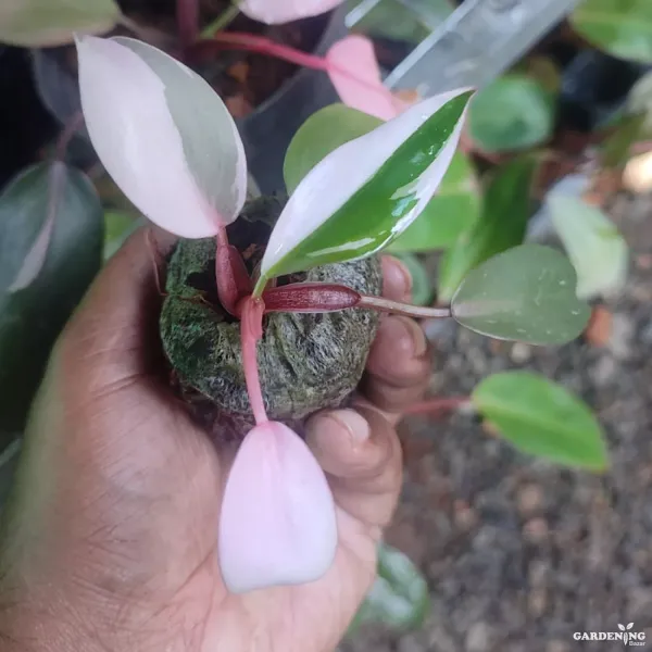 Exotic Philodendron Colorful Collection (Philodendron Sun Red, Philodendron Orange Princess, Philodendron Ring of Fire Variegated, Pink Princess Philodendron)