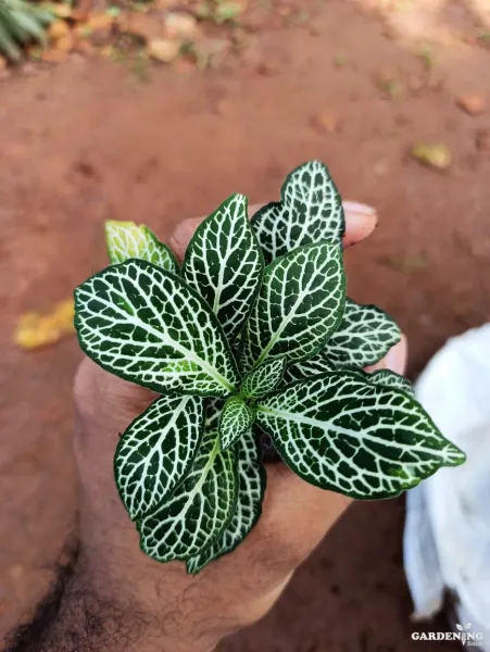 Fittonia  Combo Of  12