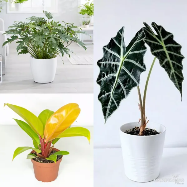 Exclusive Exotic Plant Trio (Philodendron Xanadu, Alocasia Amazonica, and Prince of Orange Philodendron)