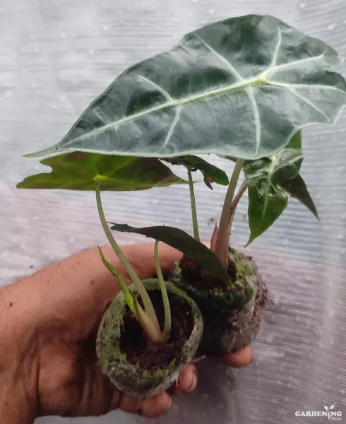 Alocasia Amazonica