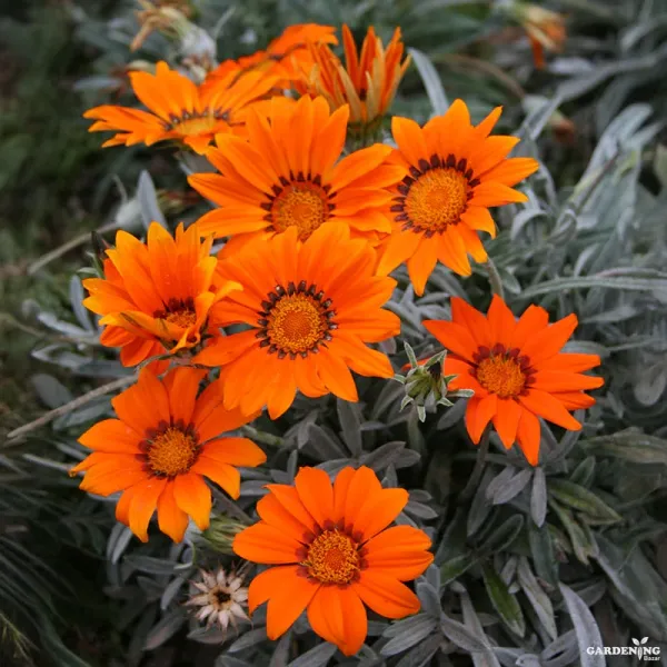 Gazania F1 Kiss Mix Qty(10)