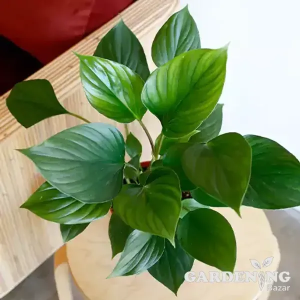 Homalomena Emerald Gem