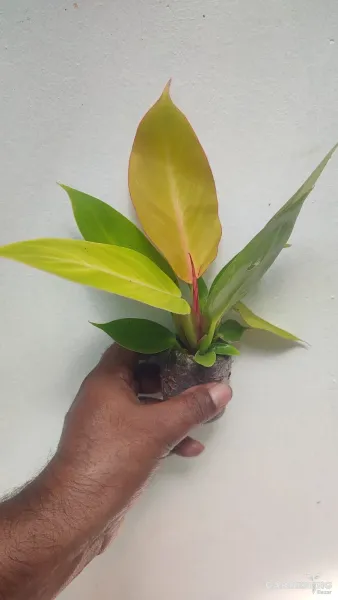 Philodendron orange splendor