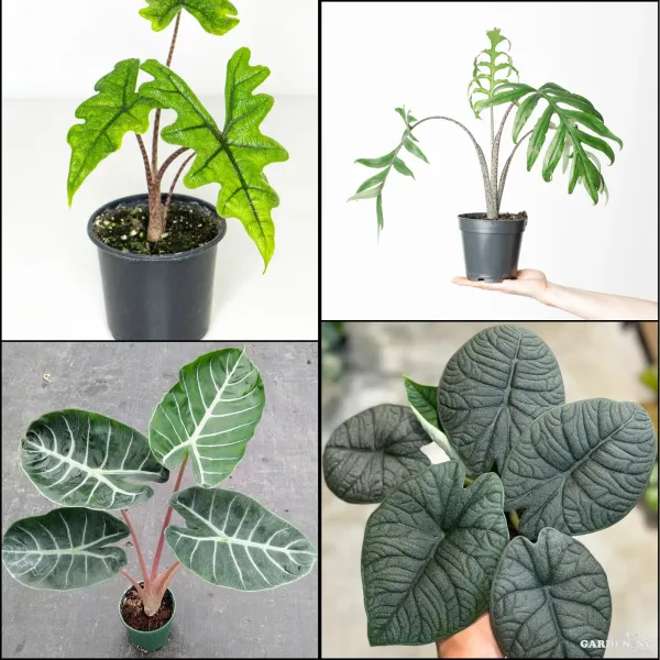 Premium Indoor Plants Combo (Pink Dragon, Melo, Jacklyn, Brancifolia)