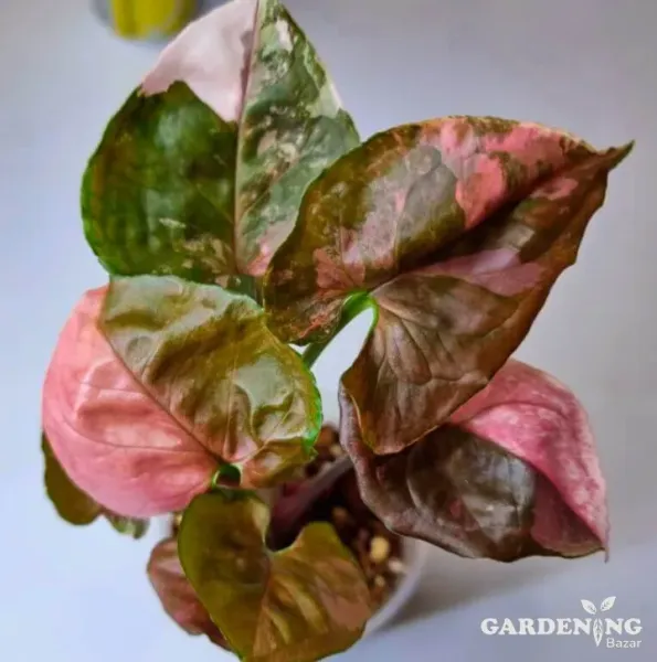 Syngonium Strawberry Ice Galaxy