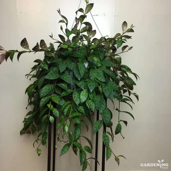 Black Pagoda Lipstick Plant