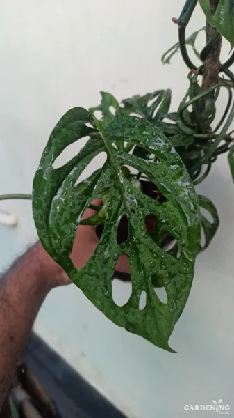 Monstera Broken Heart