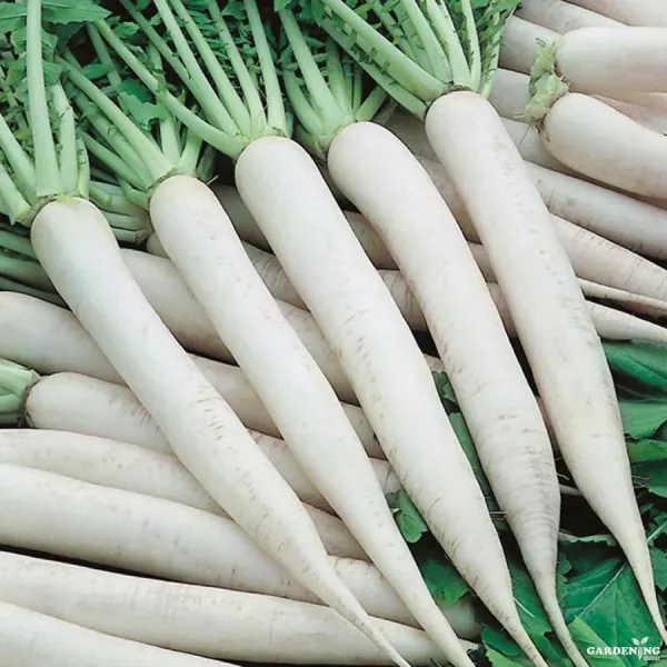 Radish Seeds Qty (30-50)