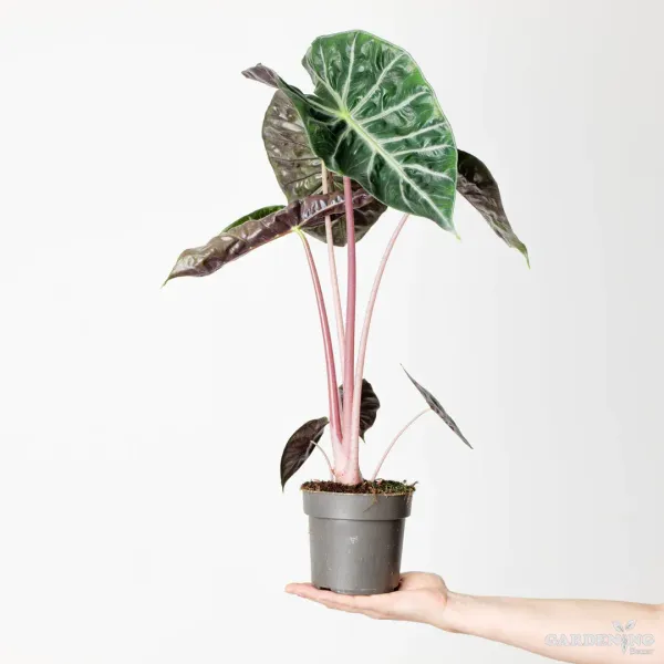 Alocasia Pink Dragon