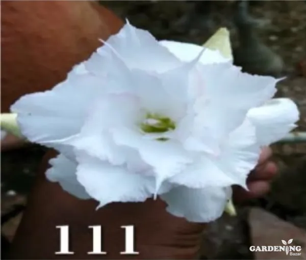 Grafted Adenium Obesum R111