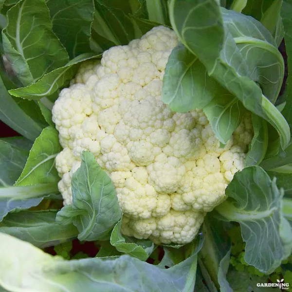 Cauliflower Hybrid Seeds Qty(30-50)