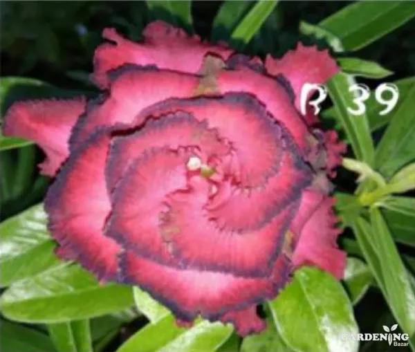Grafted Adenium Obesum R39