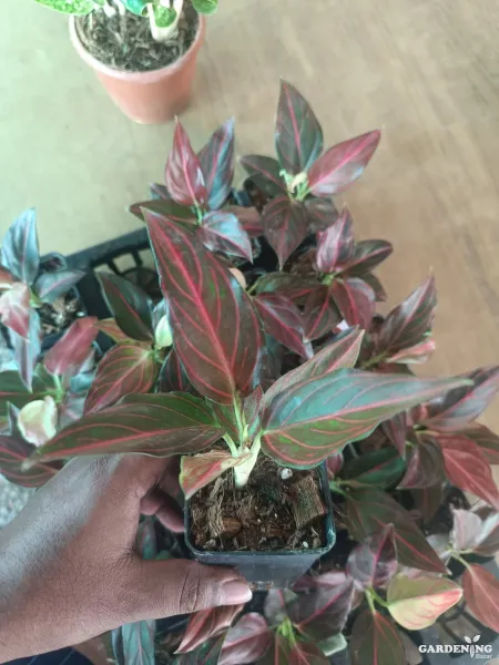 Aglaonema Red Vein