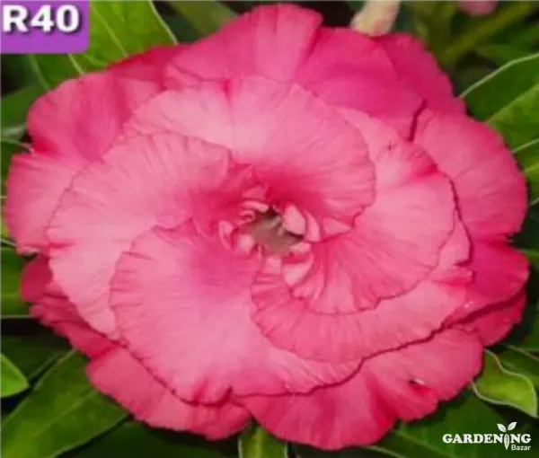 Grafted Adenium Obesum R40