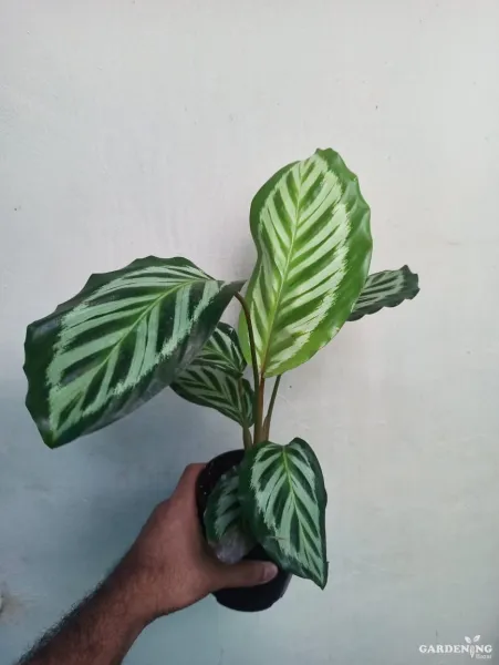 Calathea Cora