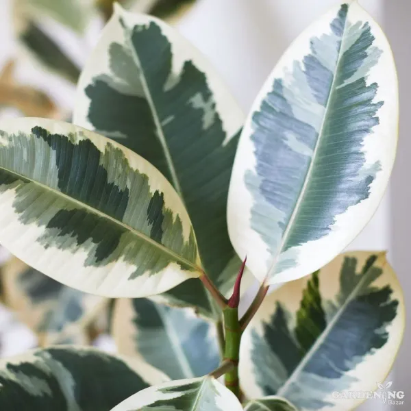 Ficus Elastica Tineke White