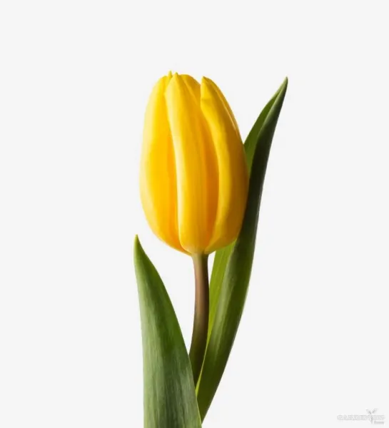 Tulips Yellow 5 Bulbs (Imported varieties)