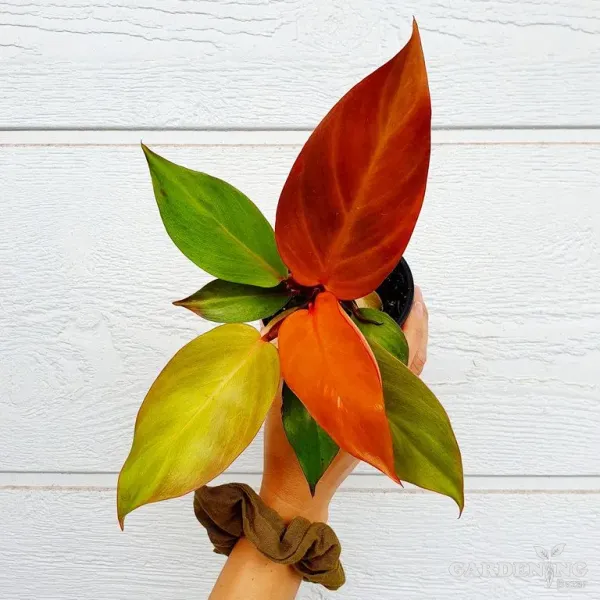 Philodendron Sun Red