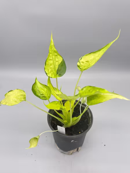 Premium Indoor Plants Combo (Brancifolio, Longiloba, Jacklyn, Cuculata)