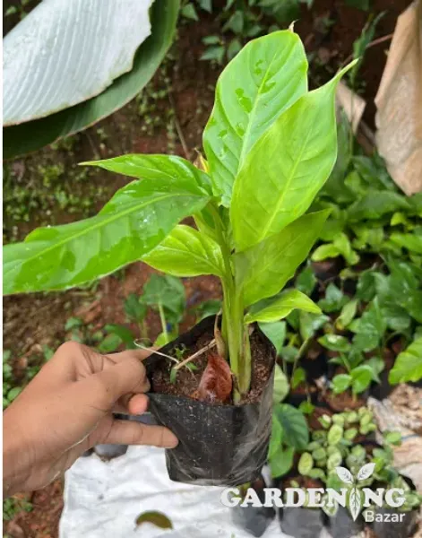 Heliconia
