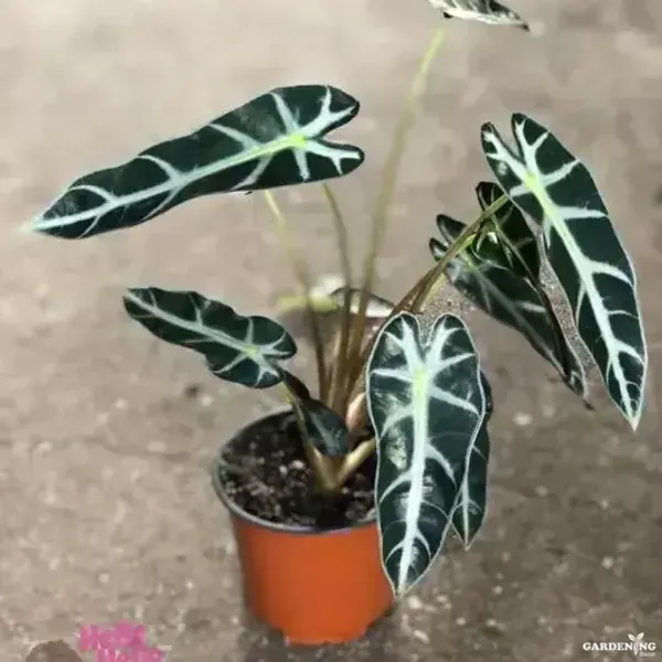 Bambino Plant (Ficus lyrata ‘Bambino’)