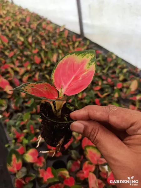 Aglaonema Thailand Red